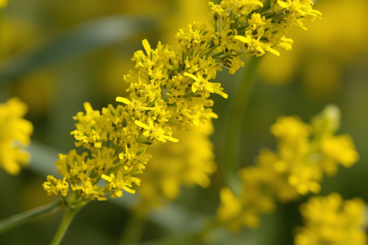 Close-up of yellow broom flowers (planta genista) with delicate blooms and green foliage