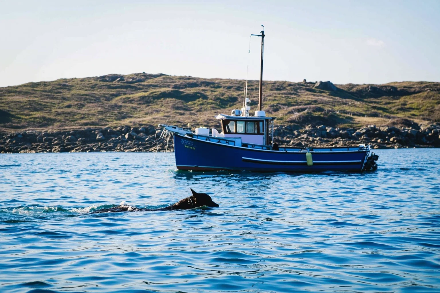 Pooches of the Past: 23 Extinct Dog Breeds and Their Stories 16 A black water dog swimming beside a small wooden fishing boat off a rocky Newfoundland coast