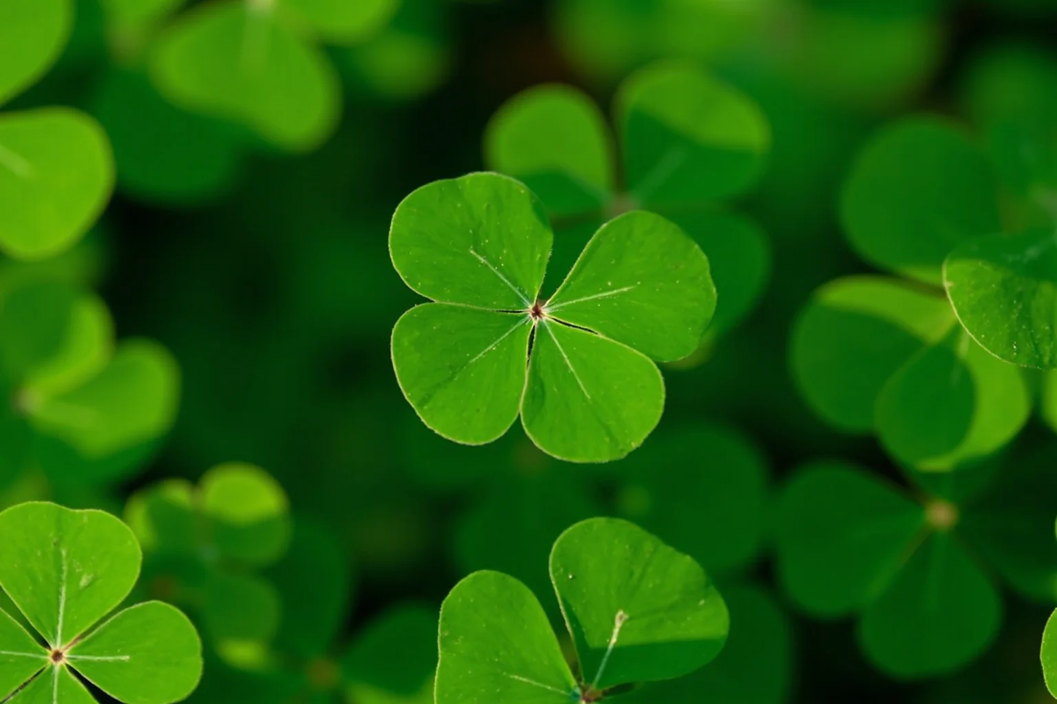 A close-up of a bright green four-leaf clover among ordinary three-leaf clovers