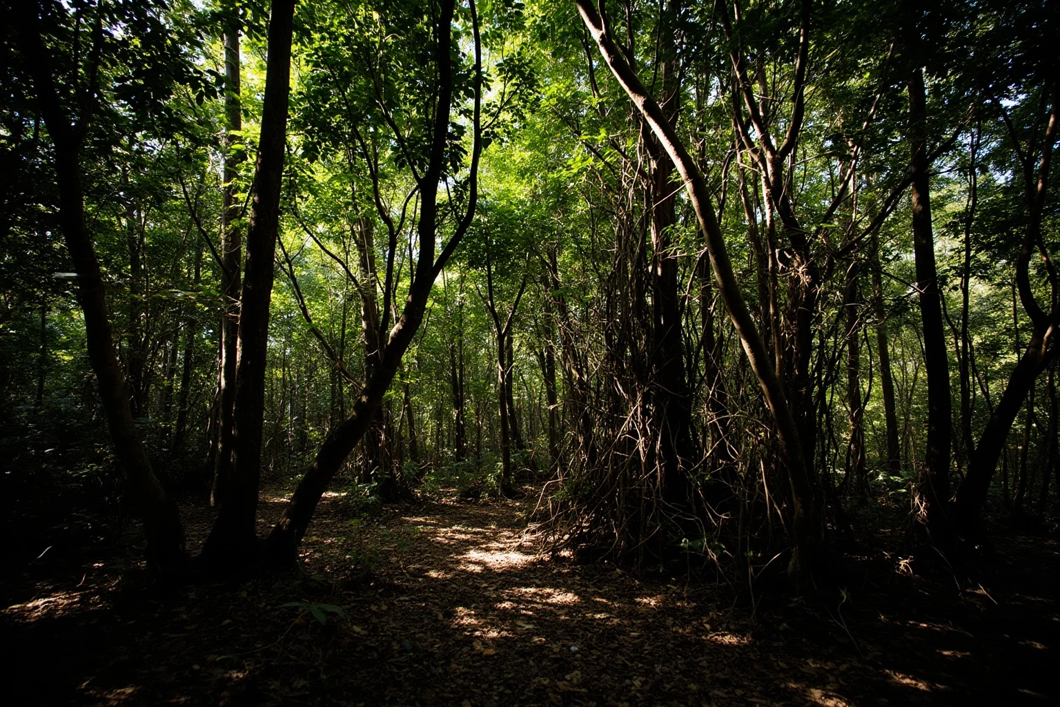 A dense Bengal forest with tangled roots and undergrowth, dappled sunlight, no people