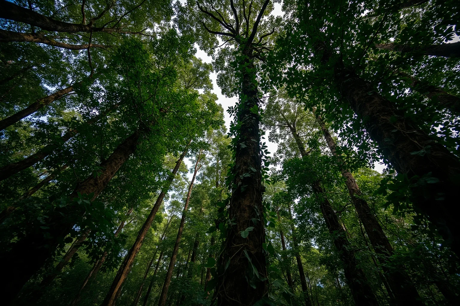 A dense green Colombian rainforest canopy with hanging vines, no people