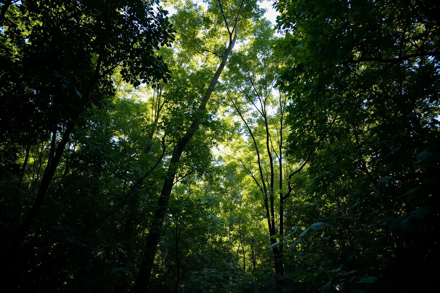 A dense green rainforest canopy seen from below with dappled sunlight, evoking a remote Amazon setting
