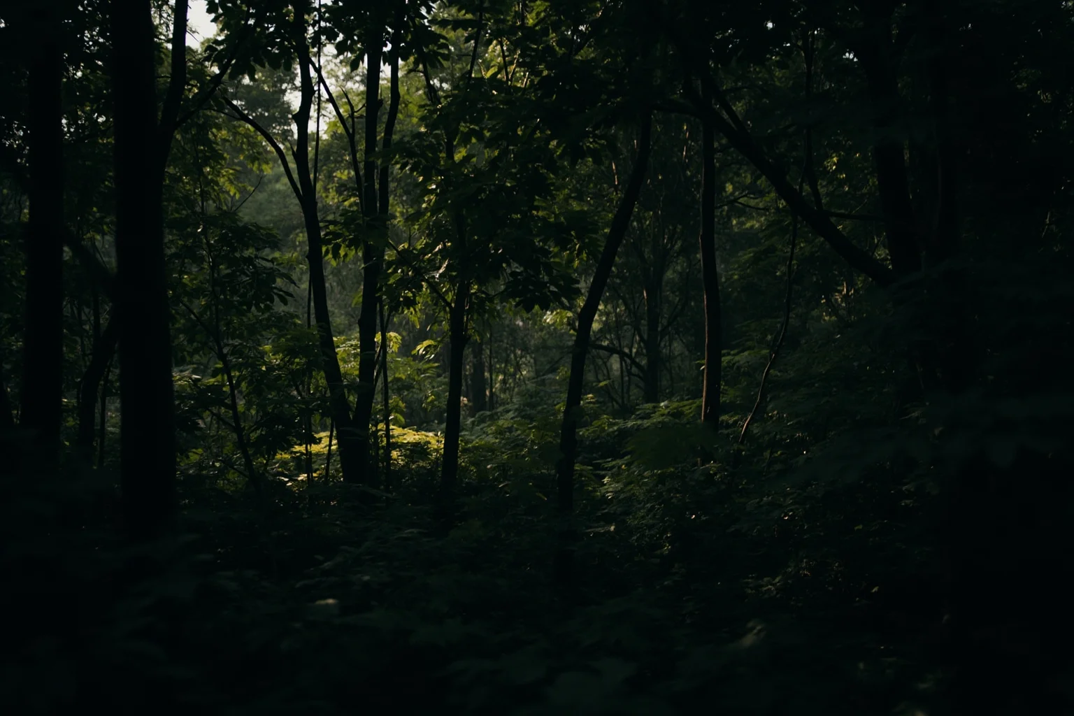 A dense Indian jungle with thick foliage and hints of movement in shadows
