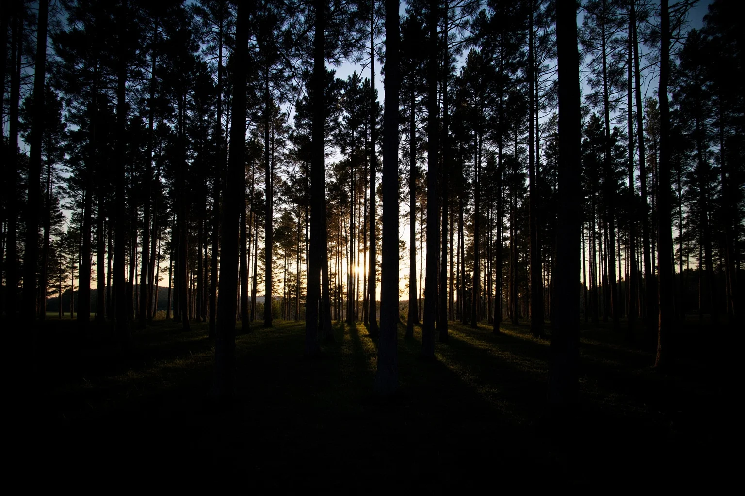 A dense Lithuanian pine forest with shadows suggesting large animals, twilight