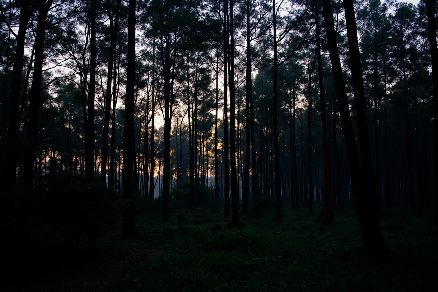 A dense Uttar Pradesh forest with tall trees and undergrowth at dusk