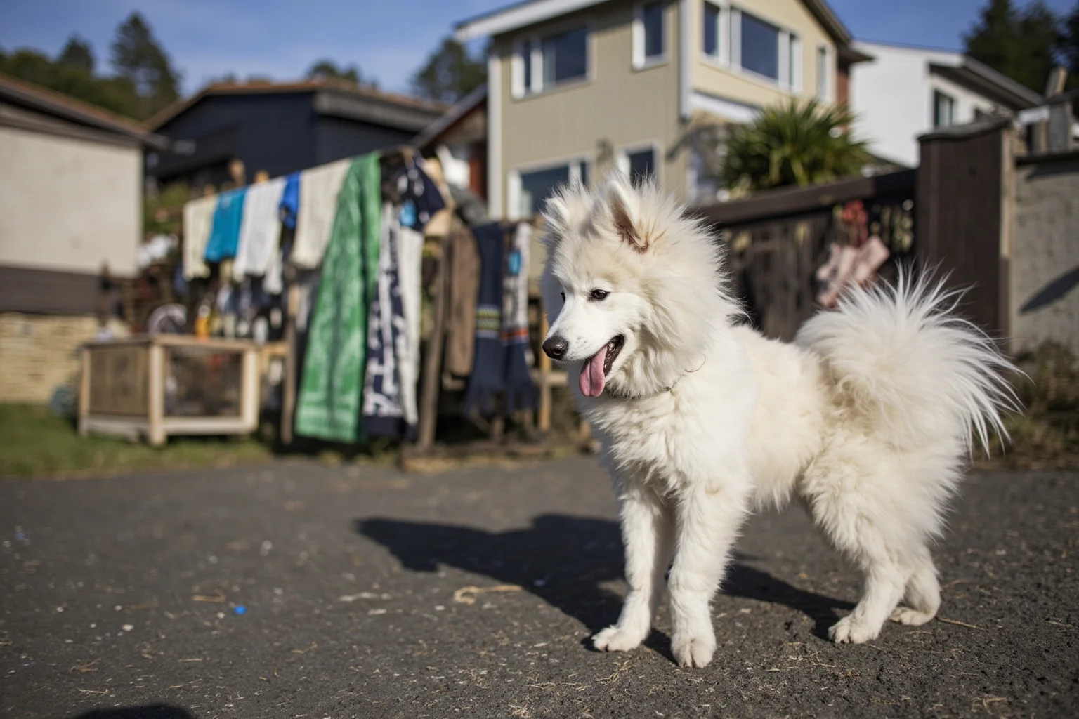 Pooches of the Past: 23 Extinct Dog Breeds and Their Stories 5 A fluffy white long-haired dog standing near a Pacific Northwest coastal village with woven textiles in the background