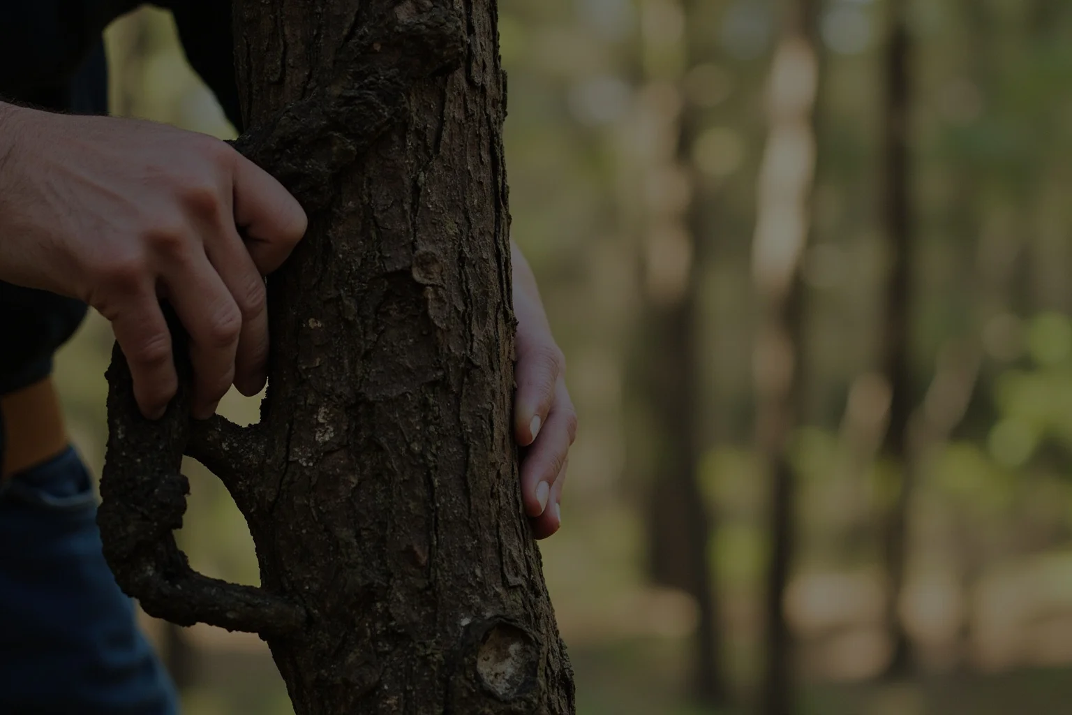 A gentle hand knocking on an old wooden tree trunk in a forest