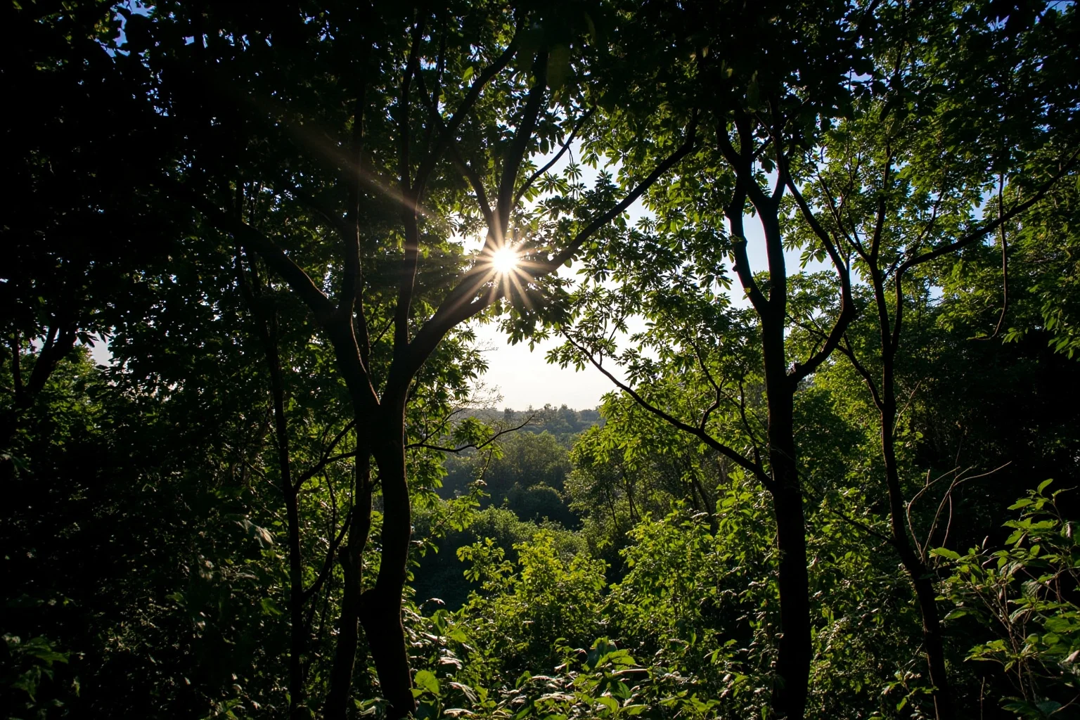 A lush Ugandan forest canopy with vines and dappled light, vervet monkey silhouette in distance