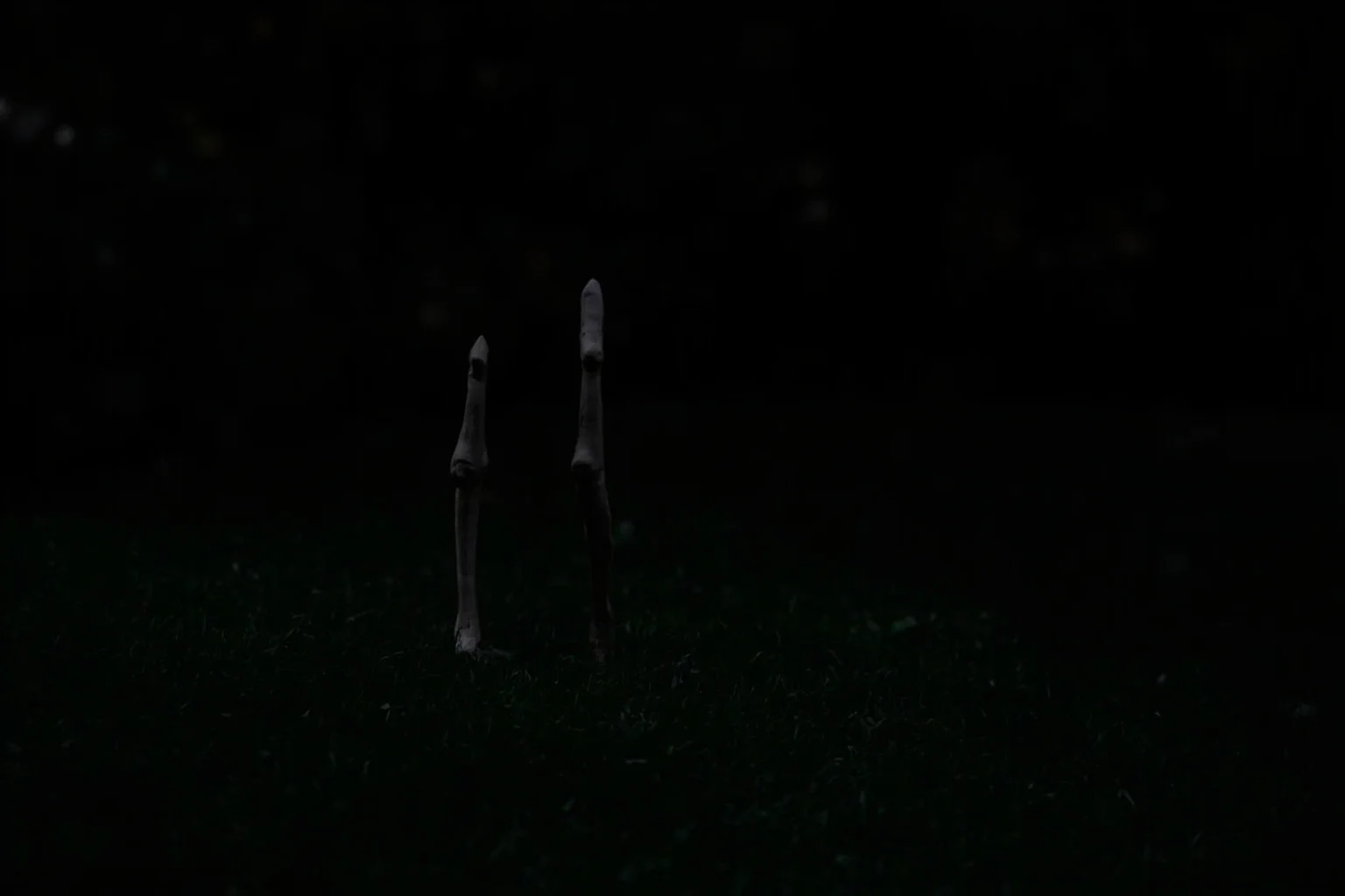 Famous Cryptids: 10 You Know and 16 Wild Ones You Probably Don't 12 A pair of human-like legs walking alone across a dark backyard lawn at night, no visible body above them