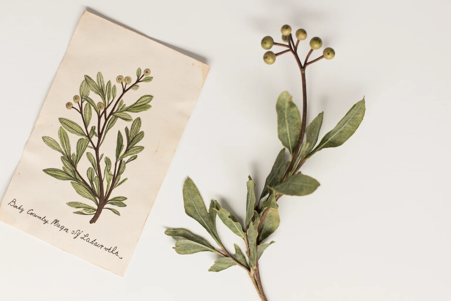 A pressed myrtle sprig and antique botanical illustration evoking early 1900s nature-inspired baby names