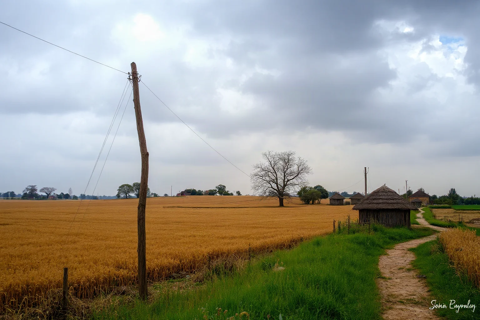 A quiet rural famine-stricken landscape with an abandoned wheat field and empty village path under overcast skies