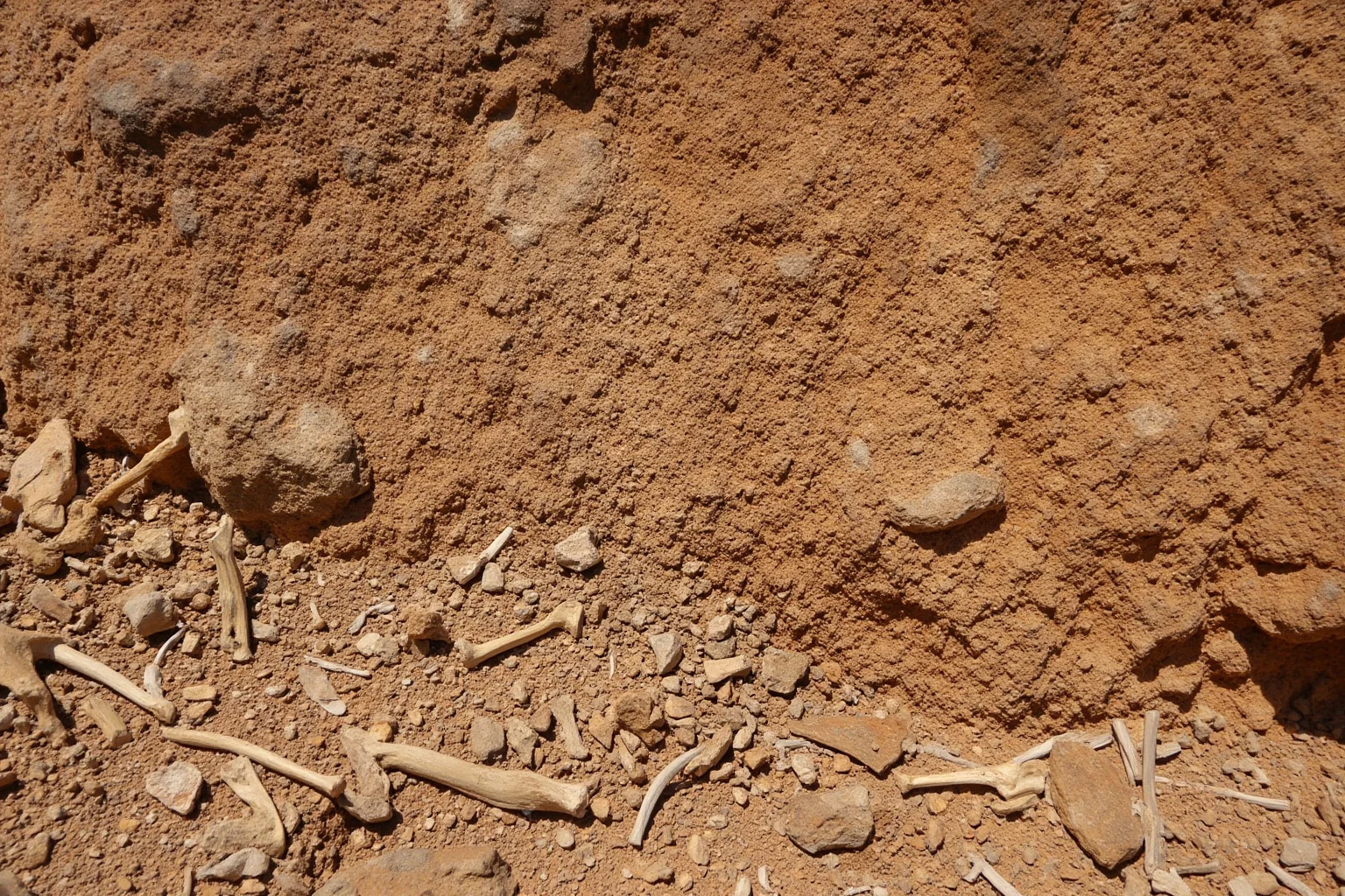 A rocky cliff face embedded with numerous fossilized bones, illustrating an in-situ dinosaur quarry display