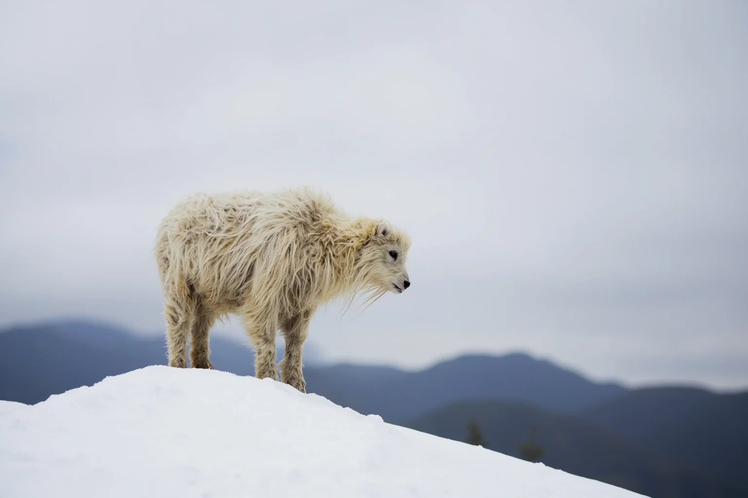 Famous Cryptids: 10 You Know and 16 Wild Ones You Probably Don't 4 A shaggy white-furred creature standing on a snowy Himalayan mountain ridge under gray skies
