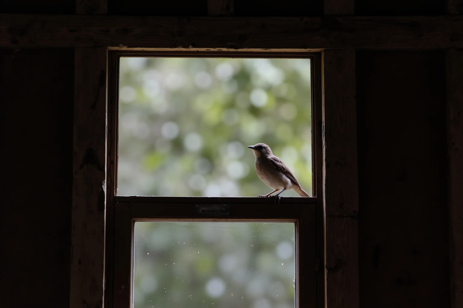 A small bird perched just inside an open window of an old house