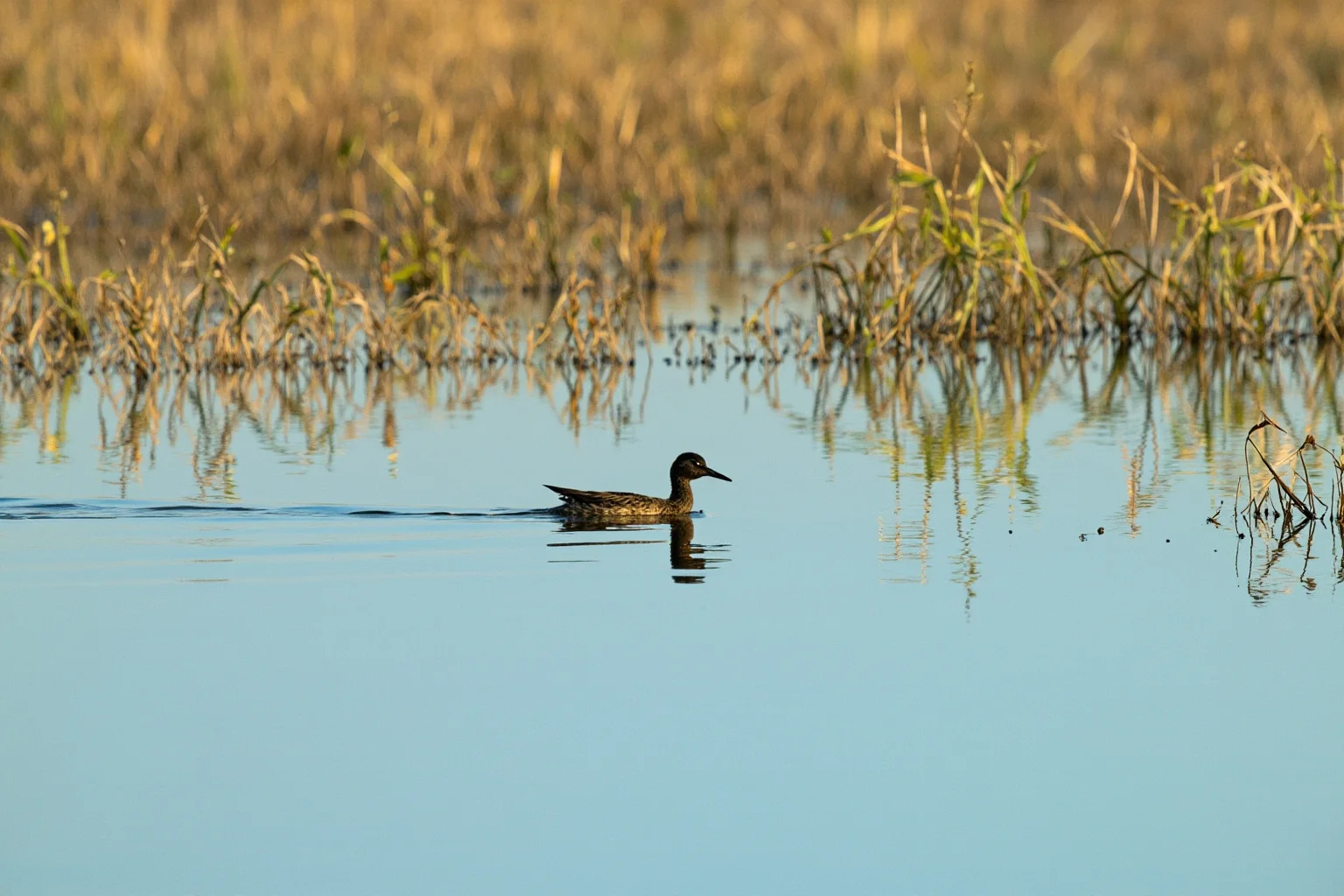 Recently Extinct Animals: A Complete List From the Last 10–20 Years 16 A small brown waterbird swimming on a calm lake surrounded by reeds, illustrative wildlife art style