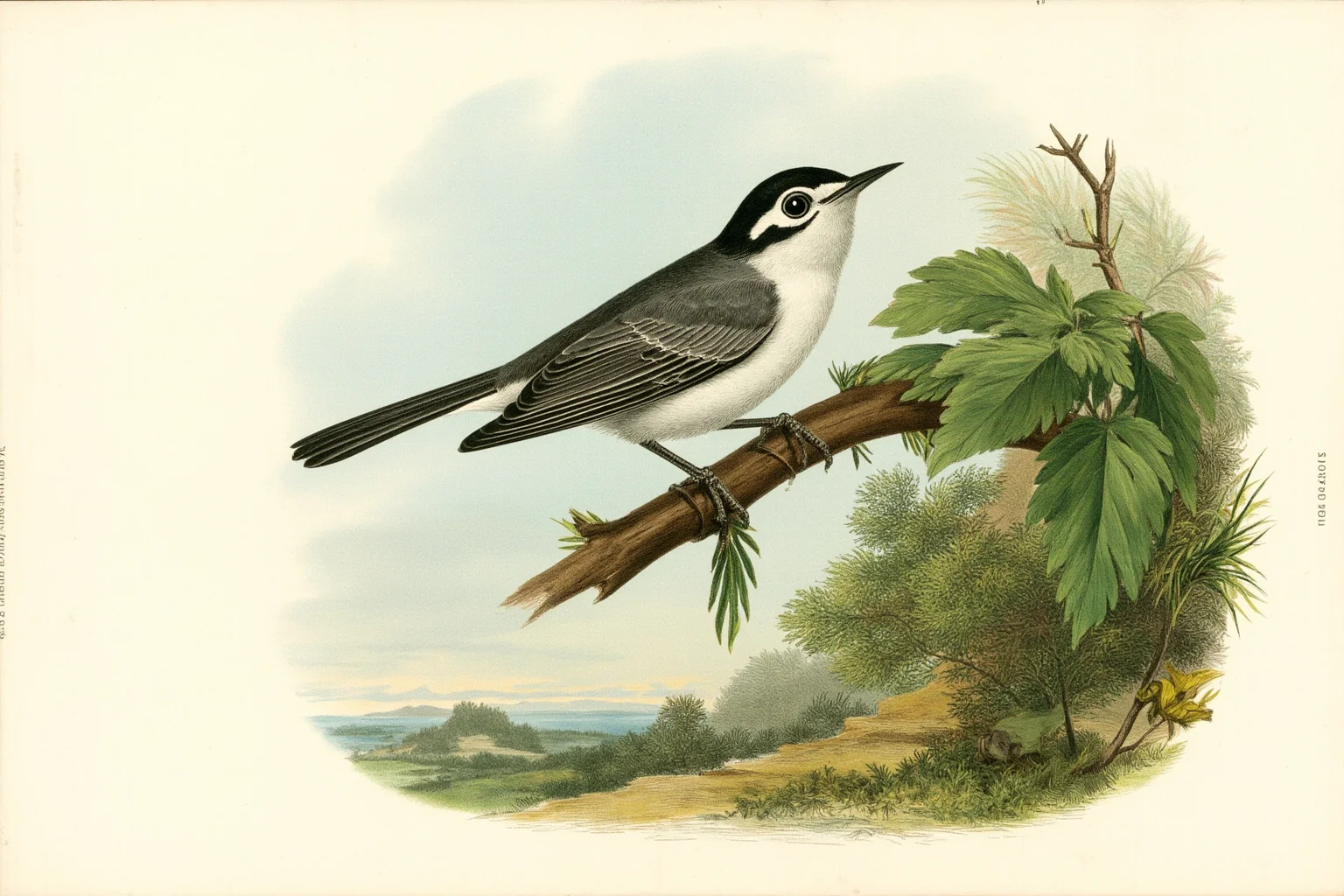 Recently Extinct Animals: A Complete List From the Last 10–20 Years 21 A small gray-and-white songbird with a ring around its eye perched on a tropical branch, illustrative wildlife art style