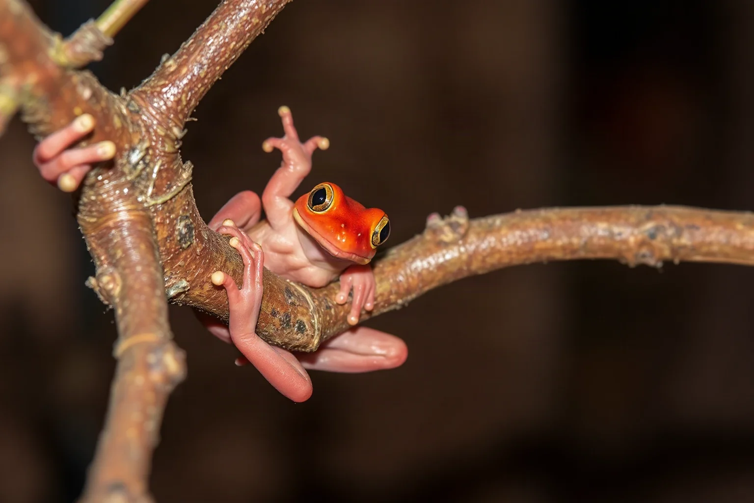 A small red frog-like creature with suckered hands clinging to a fig tree branch in the Australian outback
