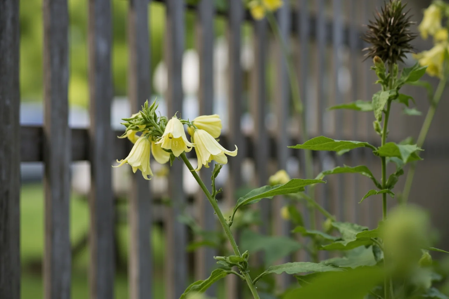 The Strange History Of The Poison Apple 10 A spiky seed pod plant with pale trumpet-shaped flowers growing wild near a colonial-era wooden fence