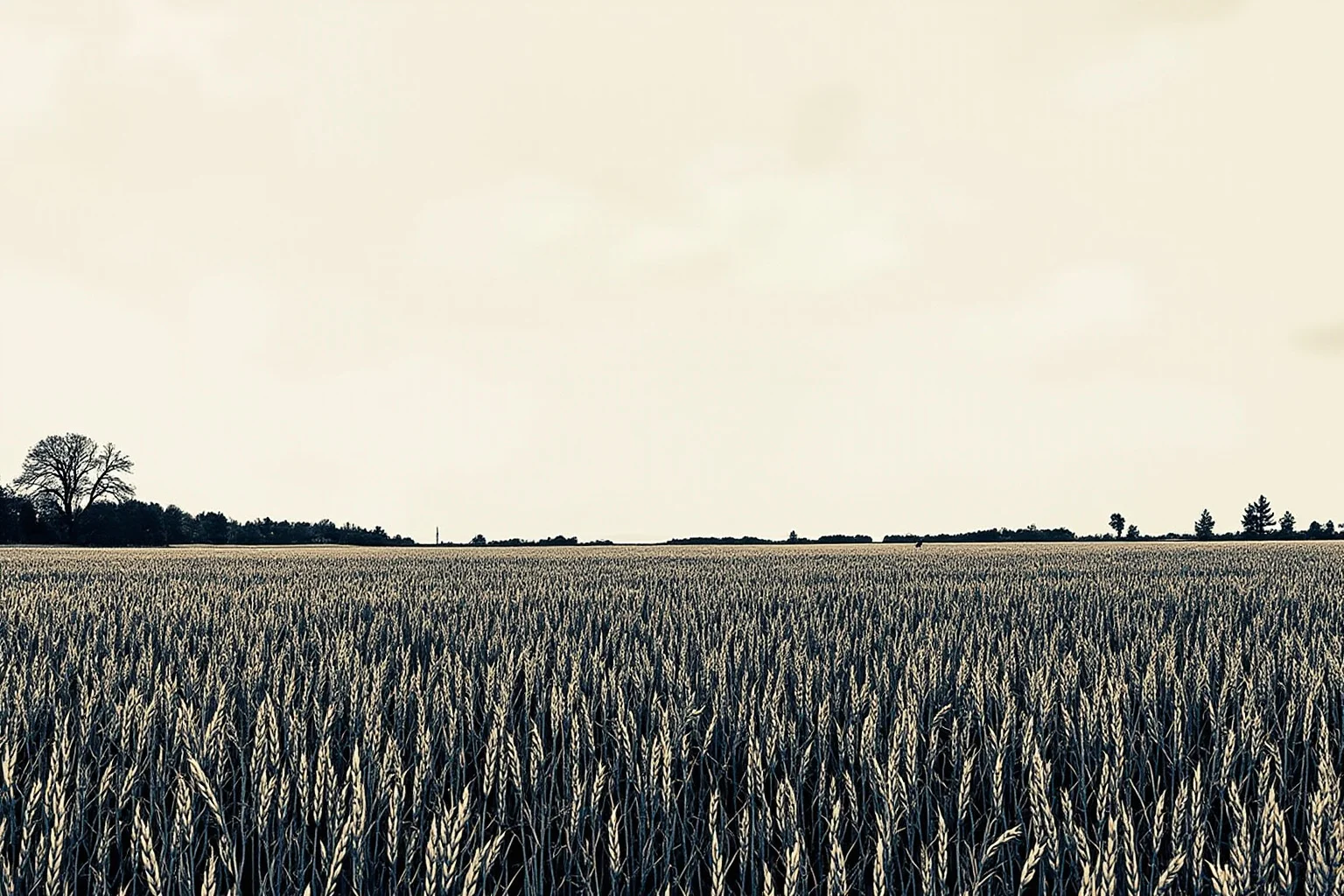 23 Worst Things That Ever Happened in History 11 A stark illustration of an empty Ukrainian wheat field under a gray sky, symbolizing the 1930s famine era