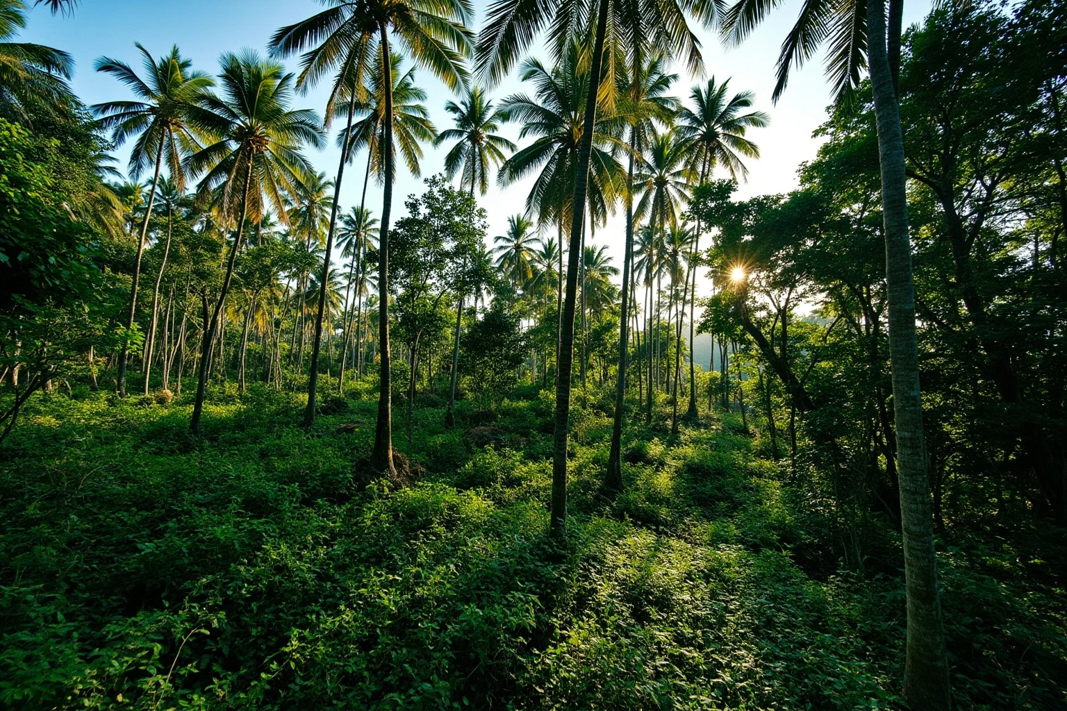 A tropical Sri Lankan forest with tall palms and dense underbrush