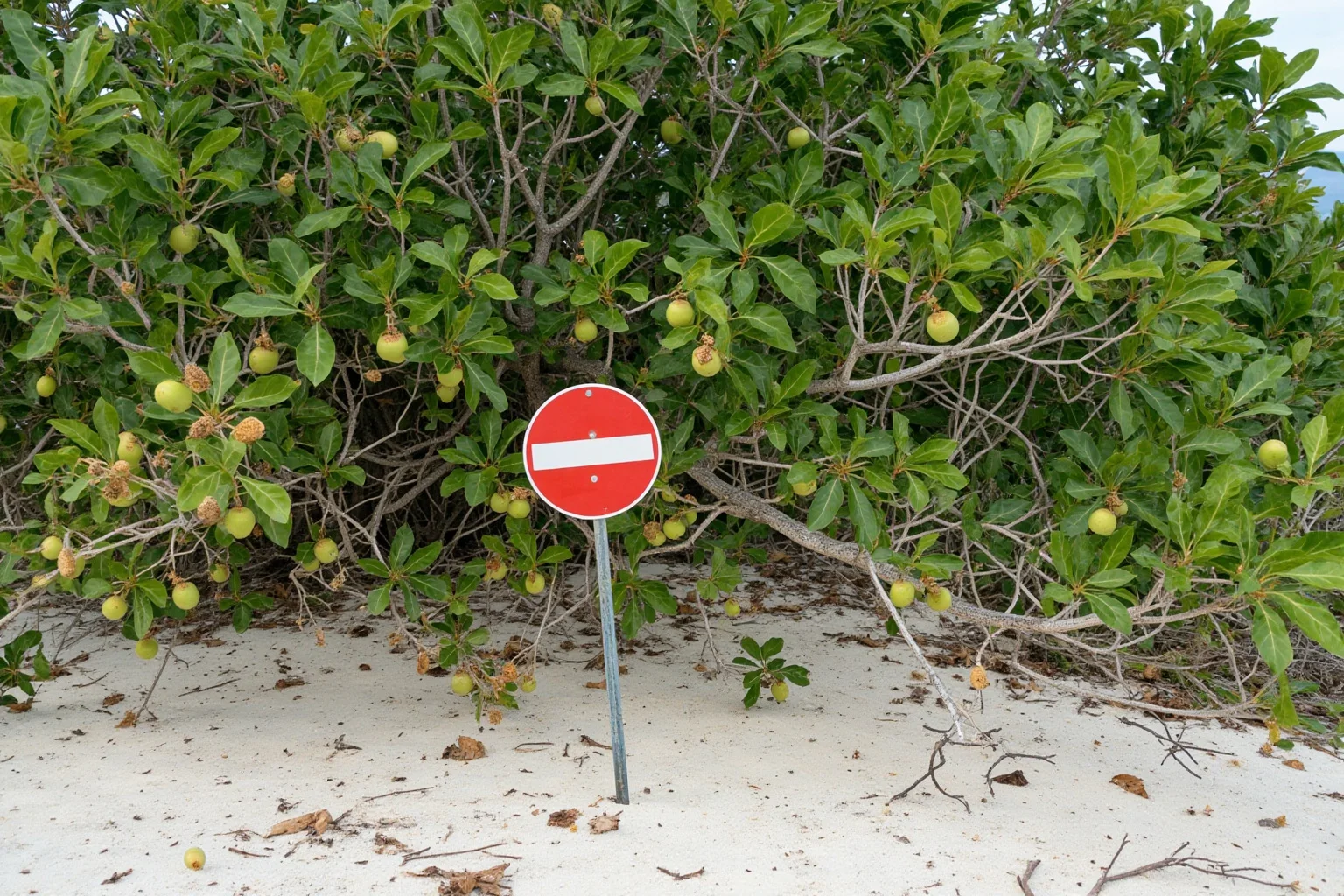 The Strange History Of The Poison Apple 7 A tropical tree with small apple-like fruit and a warning sign nearby on a sandy Caribbean beach