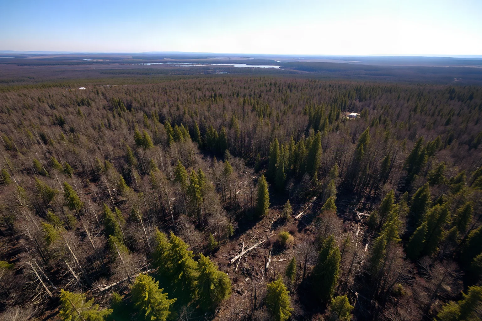 A vast flattened forest landscape seen from above, fallen trees radiating outward