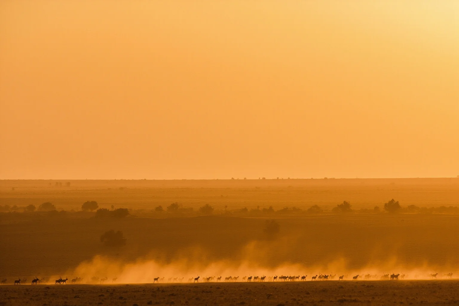 A vast golden desert landscape with a distant herd of gazelles running at dusk