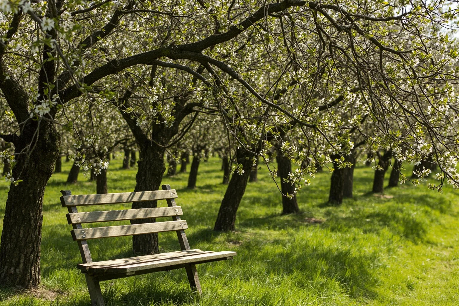 An old English orchard with apple trees in bloom and a wooden bench beneath a tree, soft daylight