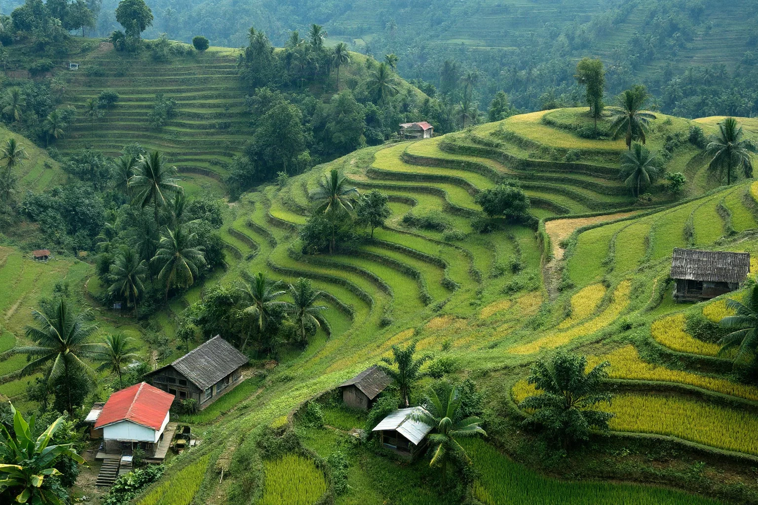 An overgrown rural Southeast Asian landscape with abandoned rice terraces, representing a nation's lost generation