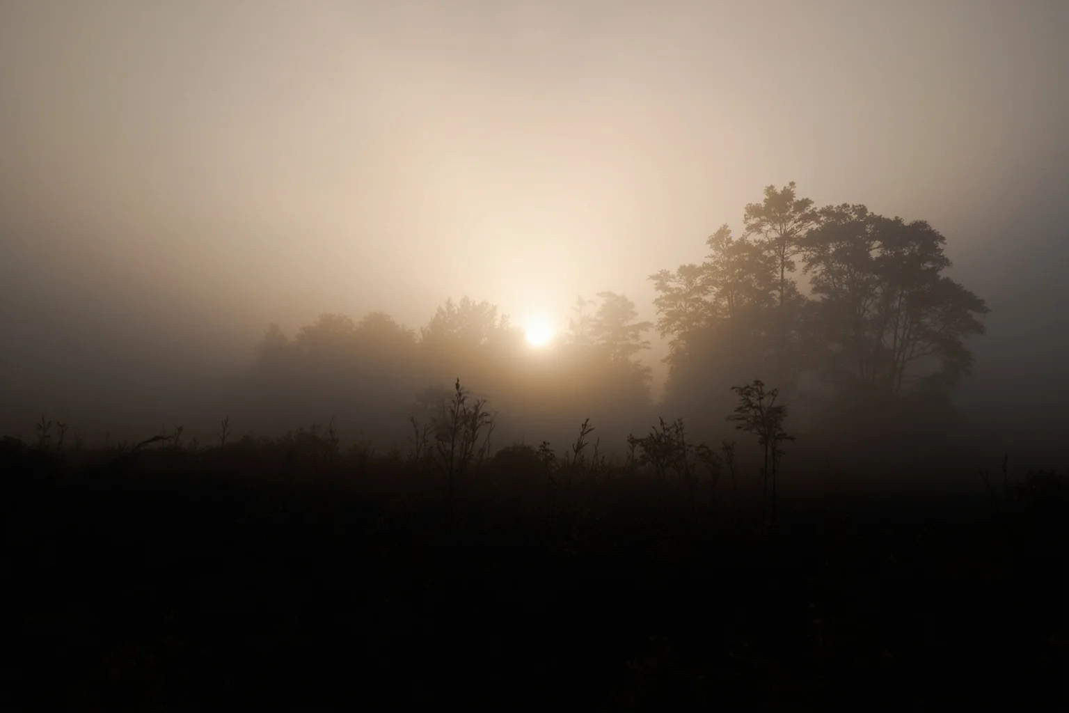 Best Nonfiction Books About WWI: The 25 Best WWI and WWII Reads 11 Foggy countryside battlefield at dawn with silhouetted trees, somber atmosphere