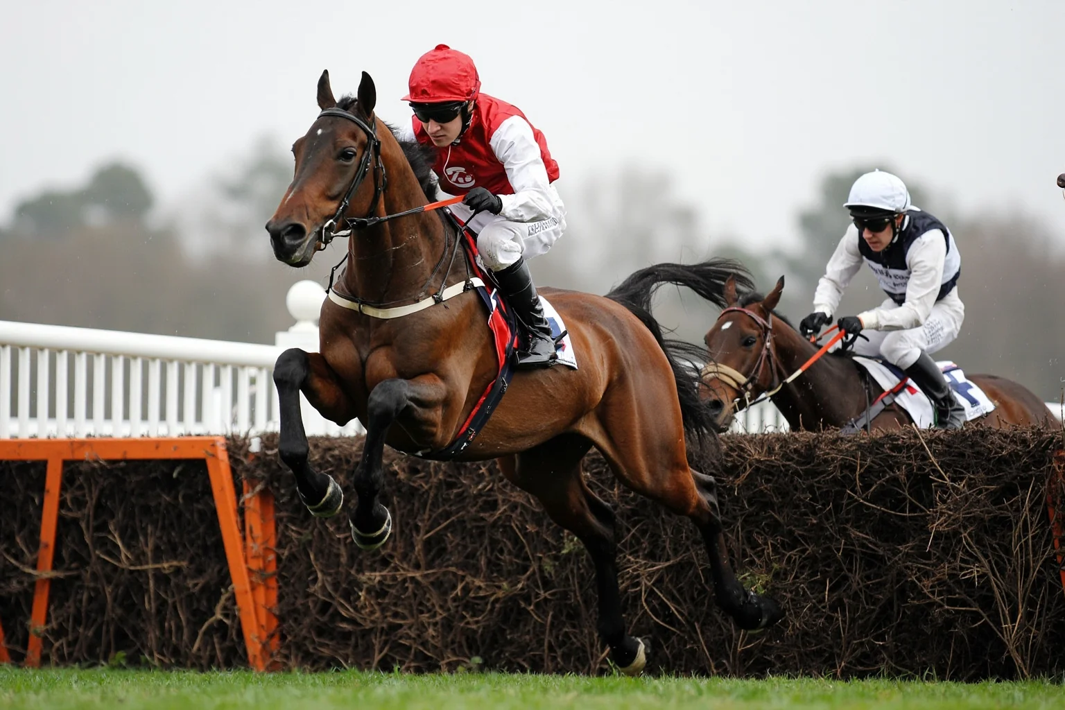 Famous Horses in History: 22 of the Most Legendary Names 15 Red-brown steeplechase horse jumping over a massive hedge fence with jockey during Grand National race, British racing tradition style