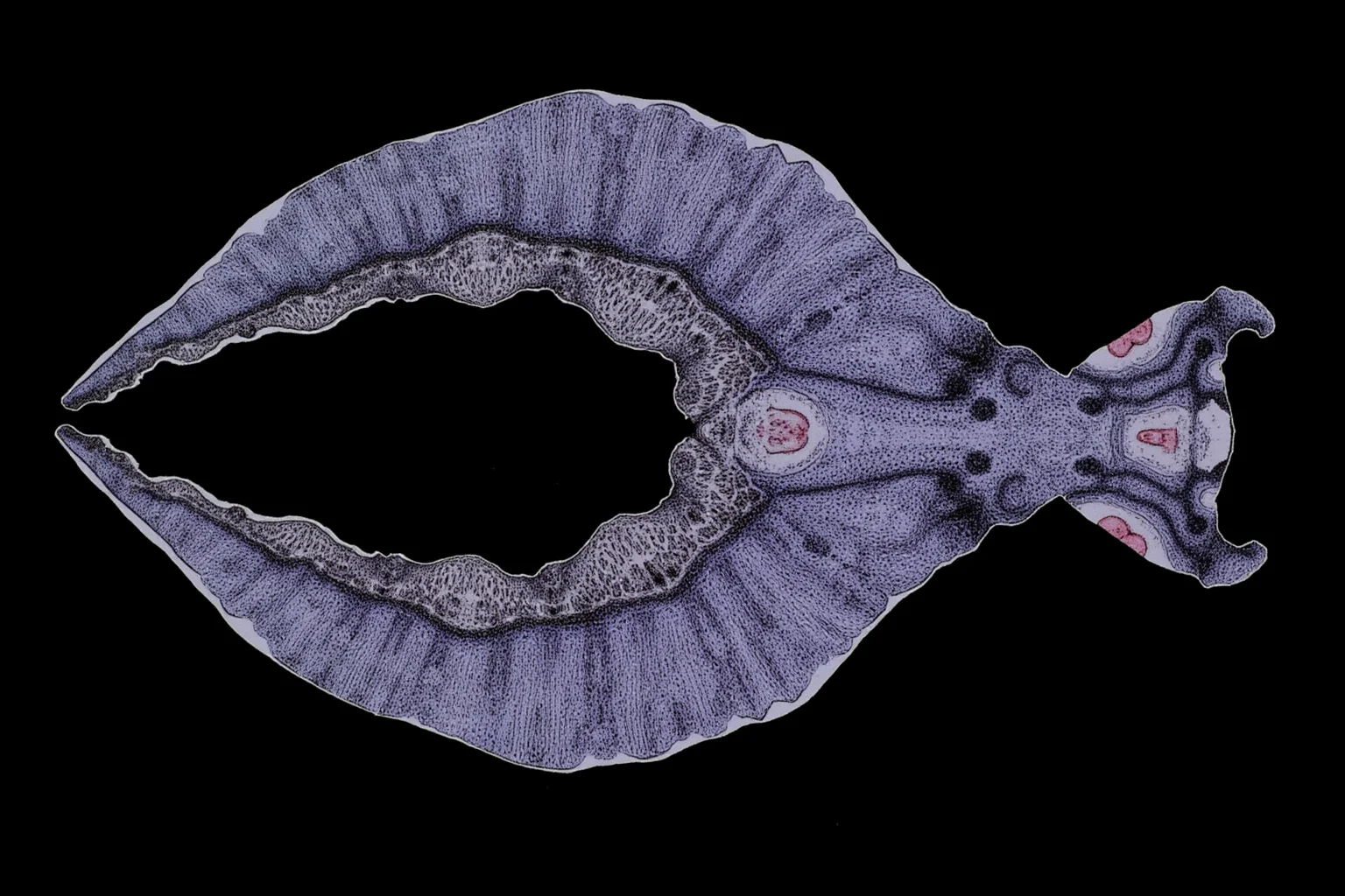 Scientific illustration of Nectocaris, a soft-bodied Cambrian creature with a funnel and large eyes resembling a primitive cephalopod