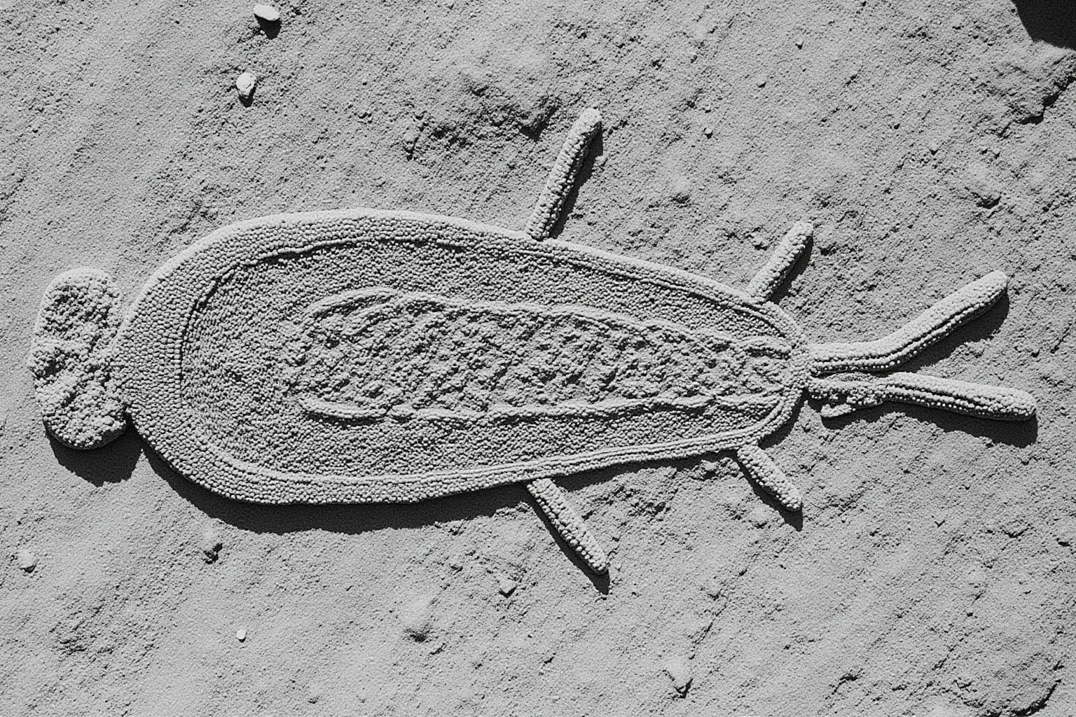 Scientific illustration of Yilingia spiciformis, a segmented Ediacaran organism leaving a trail across the sea floor