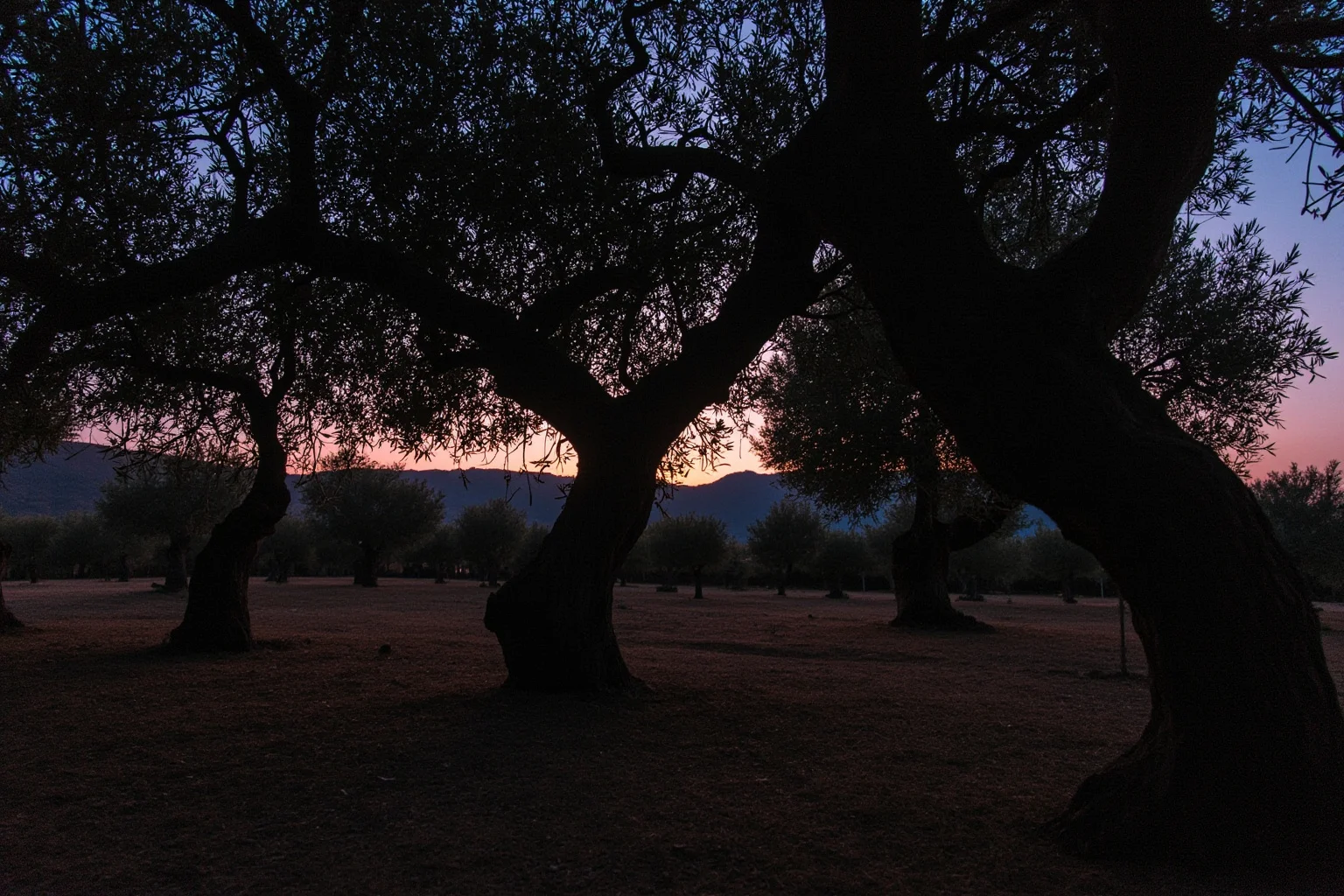 Serene depiction of an ancient olive grove garden at twilight with twisted olive tree trunks