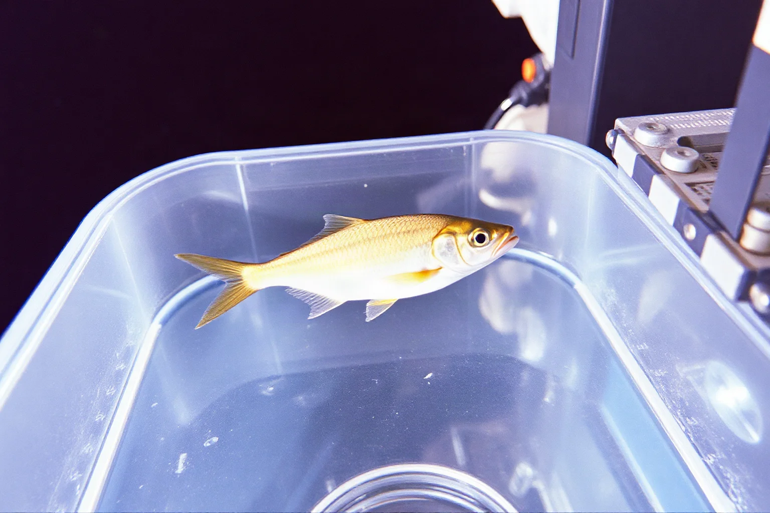 Small fish floating in a water container in a microgravity space environment, 1973