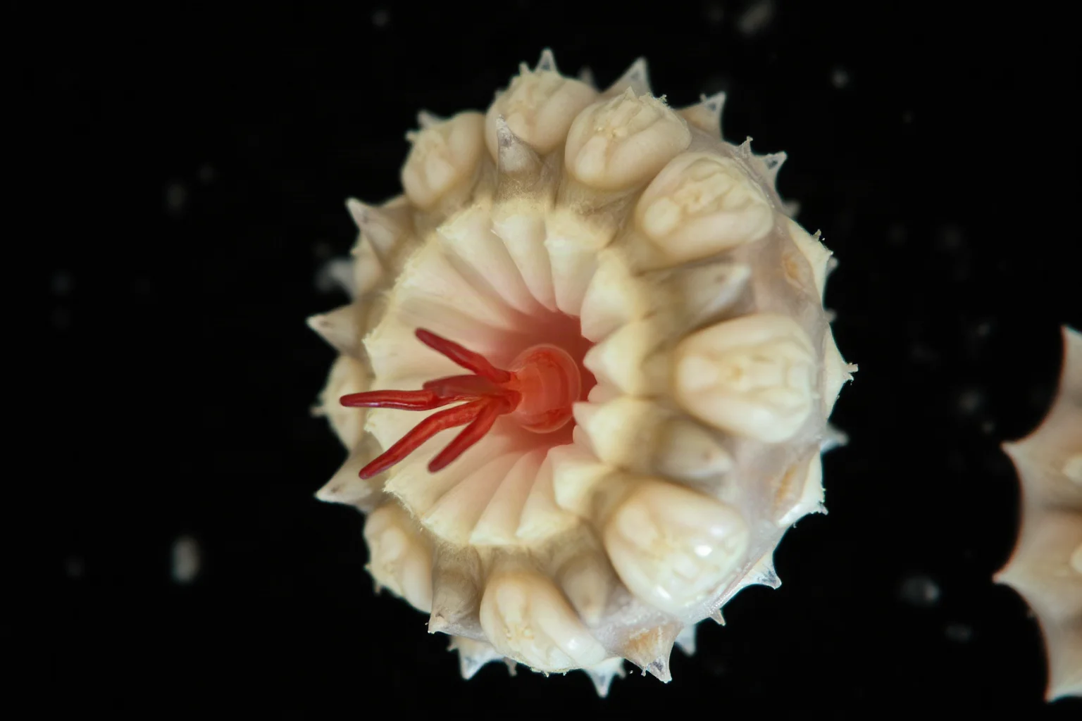 Tardigrades under magnification after exposure to the vacuum of space