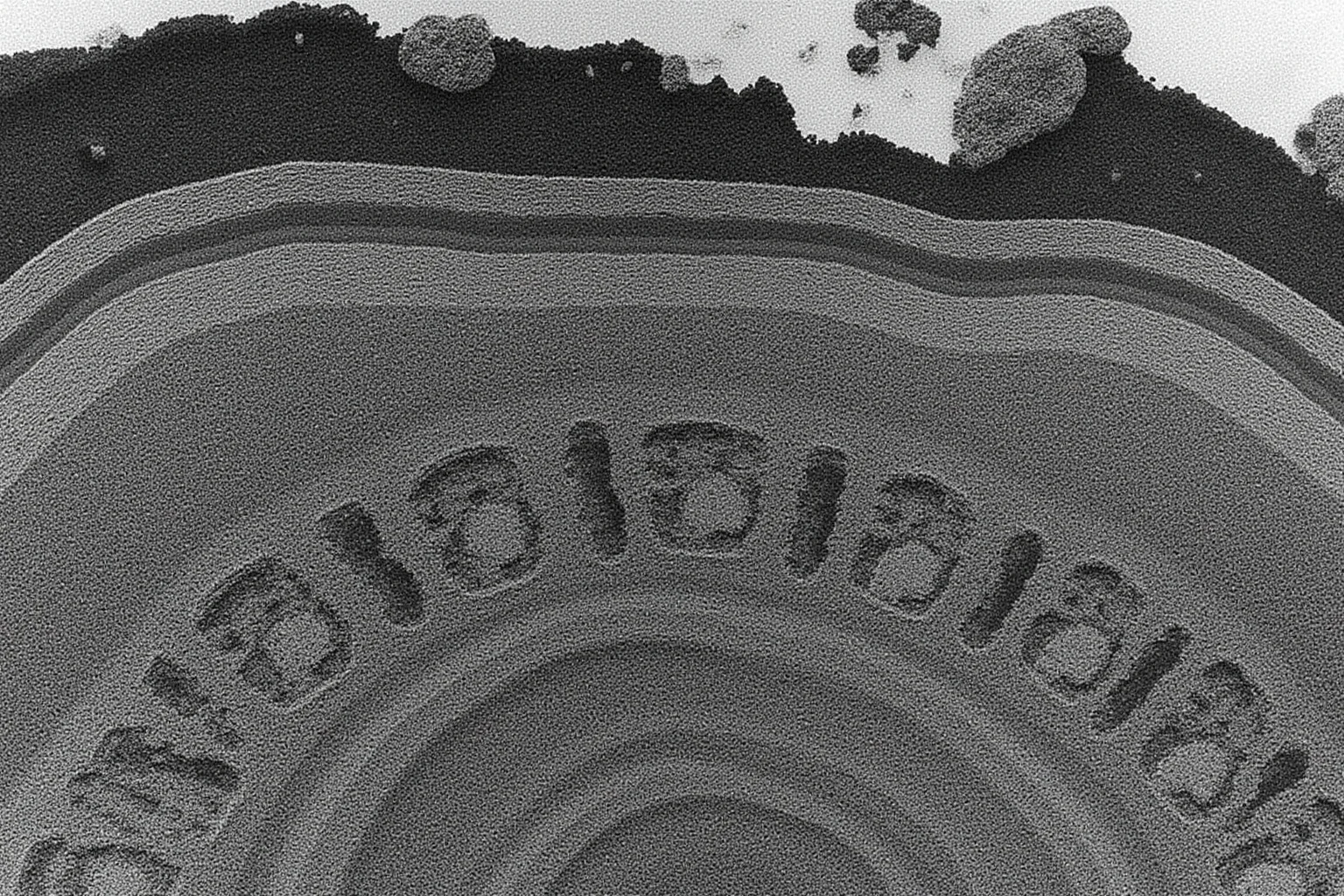 Pangea's Influence: 20 Ways We Can Tell How and Where the Continents Were Fused 6 A cross-section of coal seams in Antarctica, showing plant fossils embedded in the rock.
