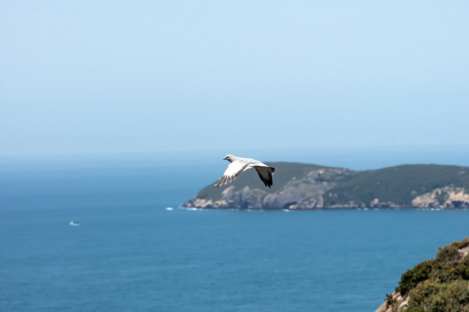 A New Zealand coastal scene showing a pigeon flying over open ocean water toward Auckland, with Great Barrier Island visible in the distance