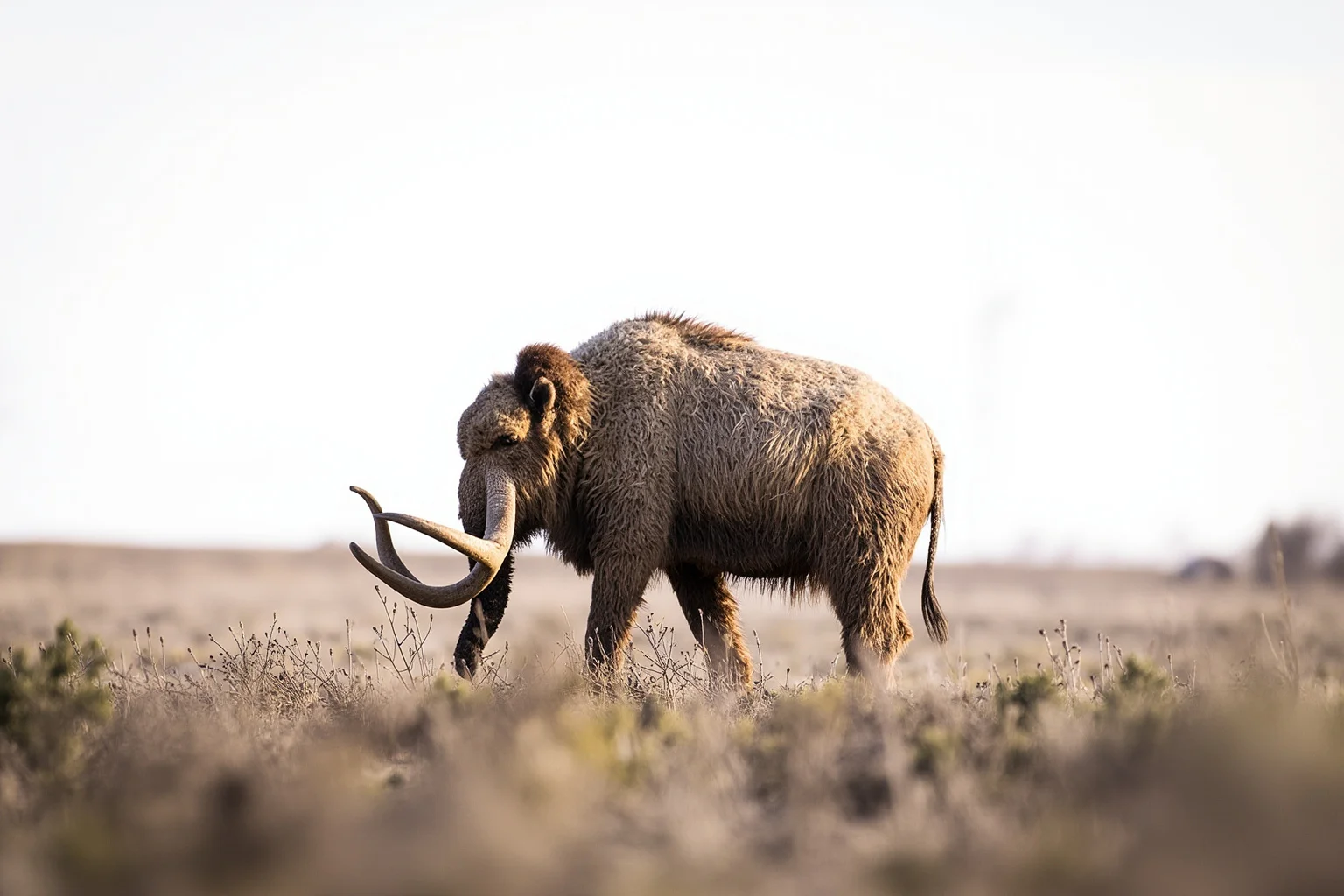 A woolly mammoth grazing on a cold, dry grassland steppe with sedges and low forbs under a pale sky.