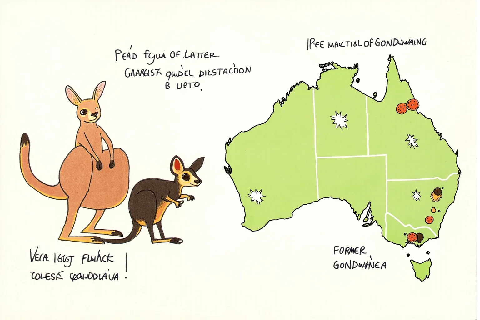 Pangea's Influence: 20 Ways We Can Tell How and Where the Continents Were Fused 10 An illustration of a kangaroo and an opossum with a map showing their distribution across former Gondwana.