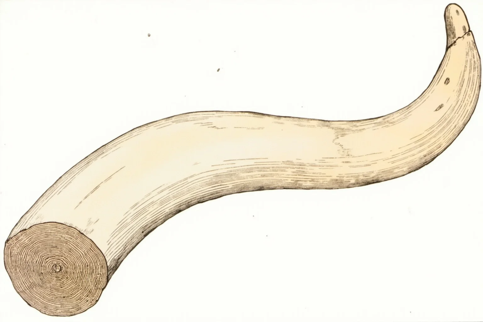 Illustration of a large curved mammoth tusk with a cut cross-section revealing growth rings inside the ivory.