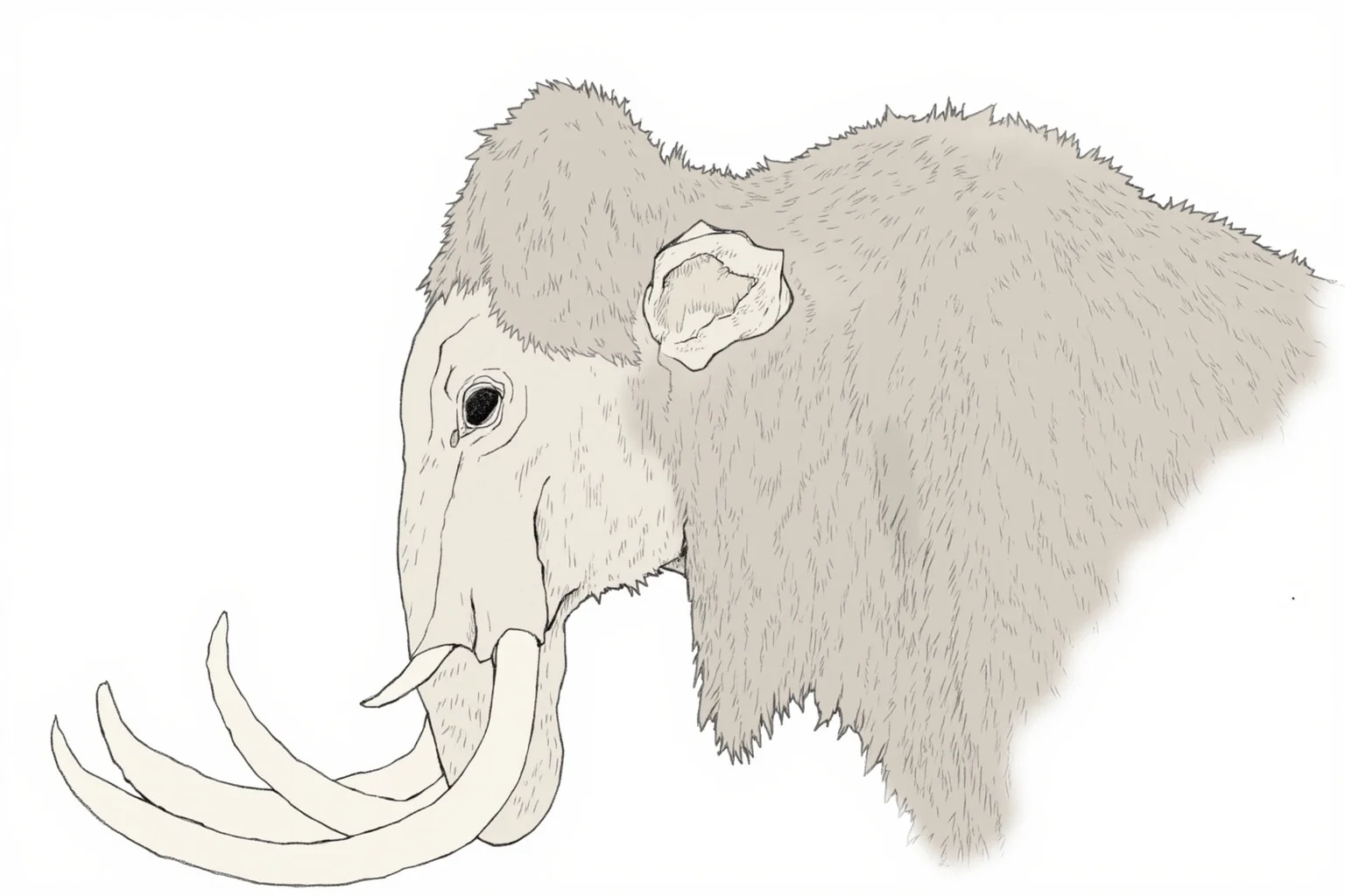 Profile illustration of a woolly mammoth head and shoulders, highlighting the domed skull crest, fat shoulder hump, and sloping back.